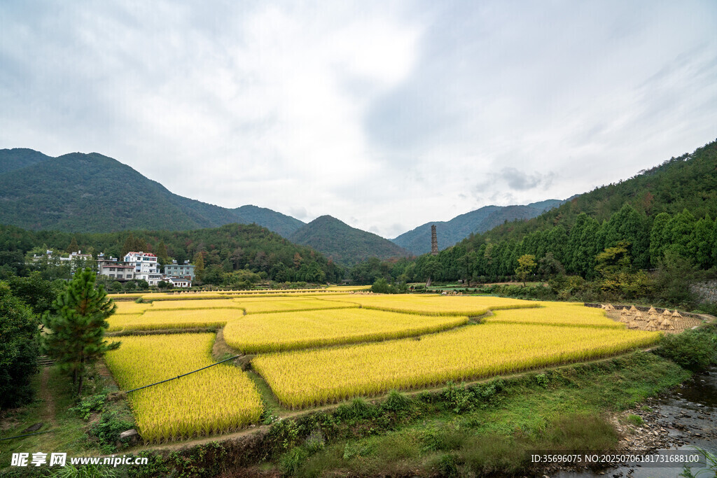 山间金黄稻田美景