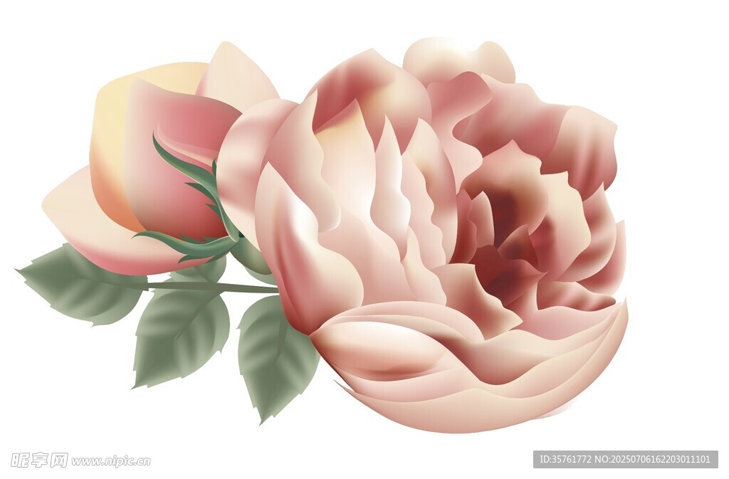 粉色柔美玫瑰花插画