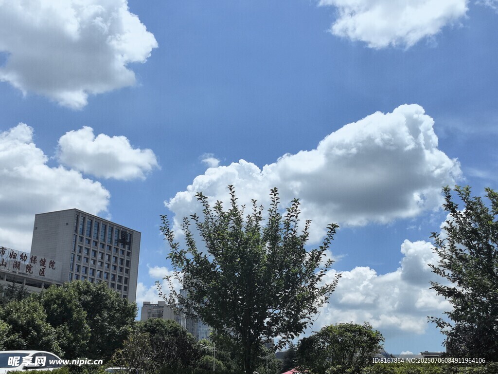 蓝天白云下的城市绿树景观