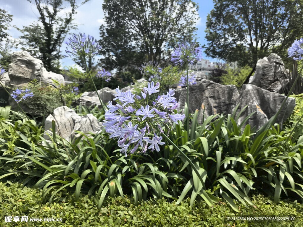 花园中的蓝花与绿植景观
