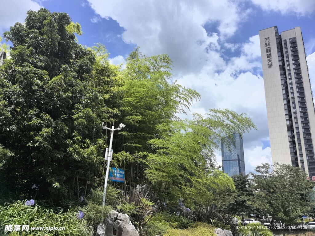 城市中的绿植与高楼景观