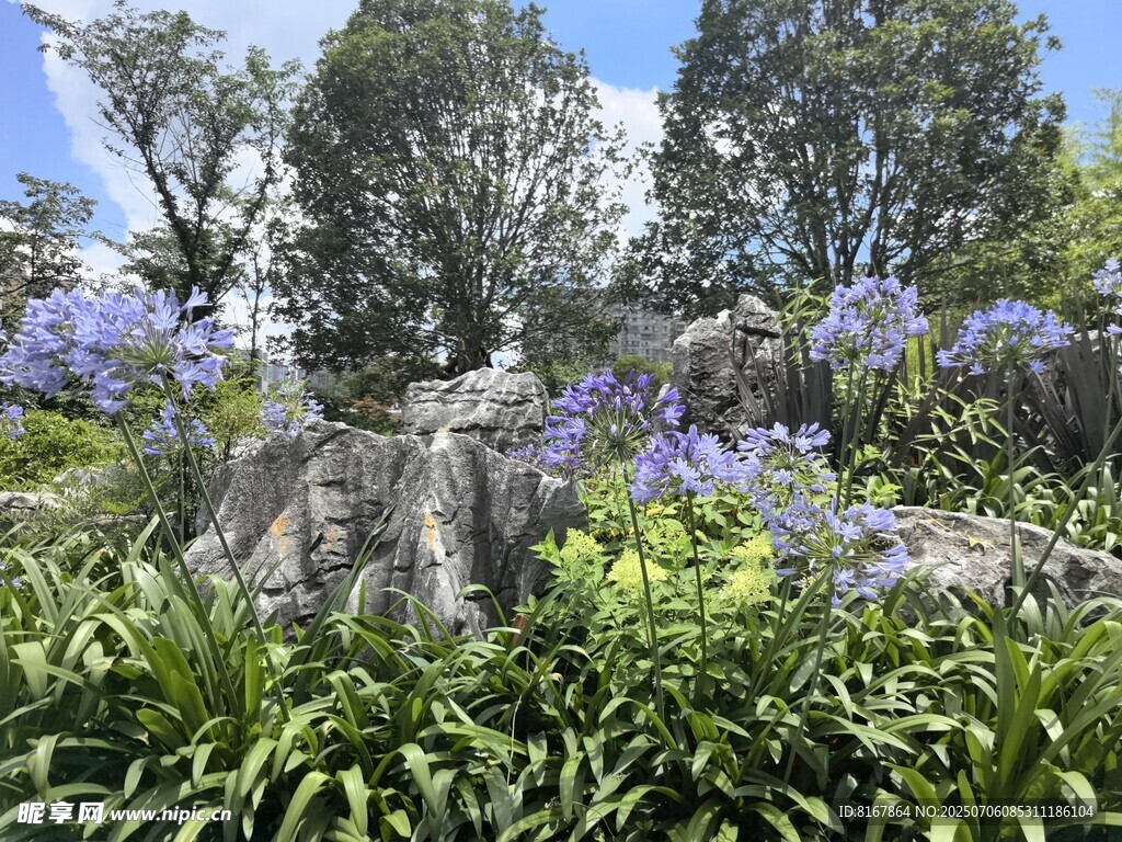 花园中的岩石与繁茂花卉