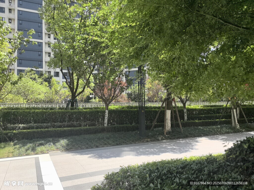 城市绿荫下的静谧步道