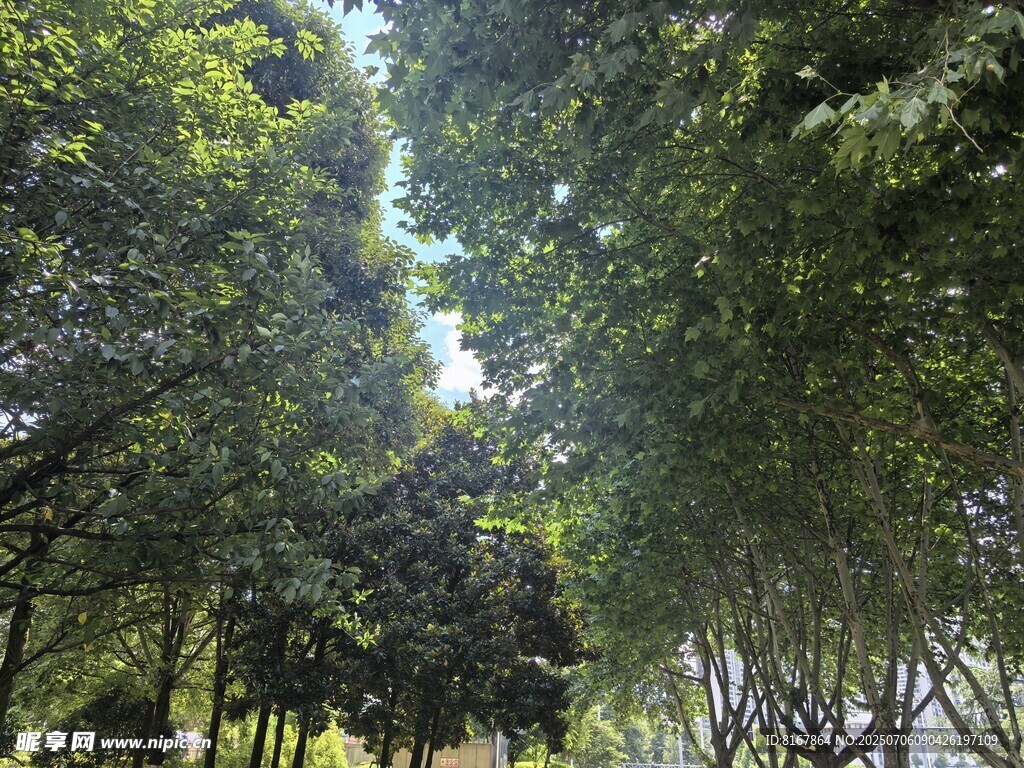 林间绿荫