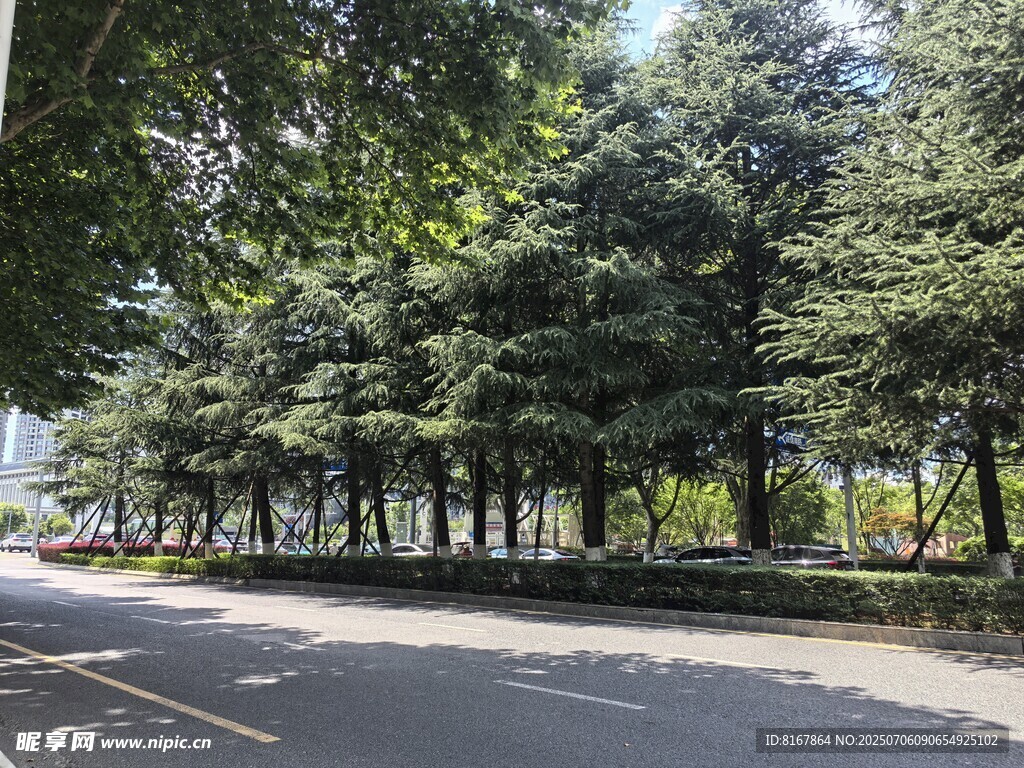 绿意盎然的街景
