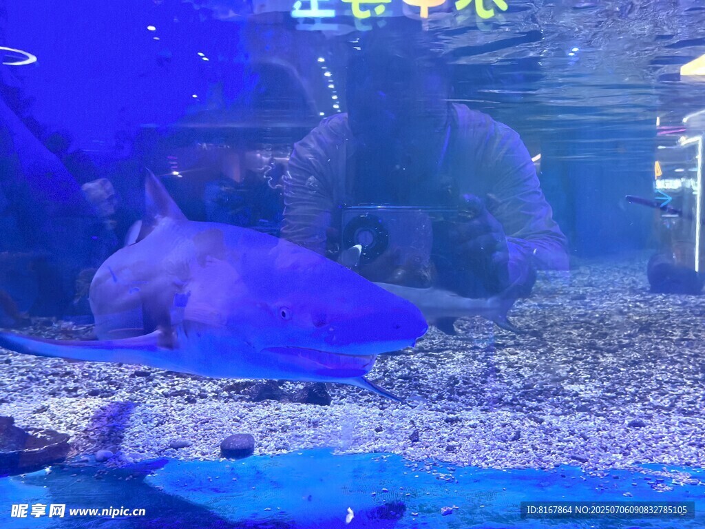 水族馆中的梦幻蓝色鱼类