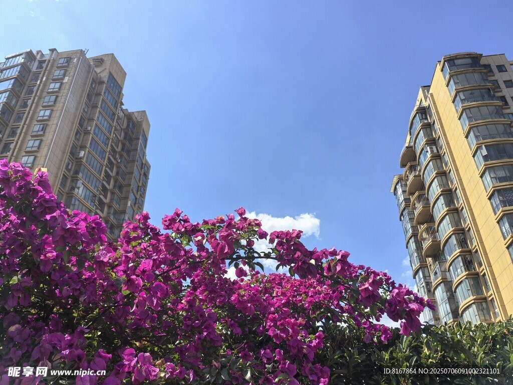 城市繁花与高楼相映