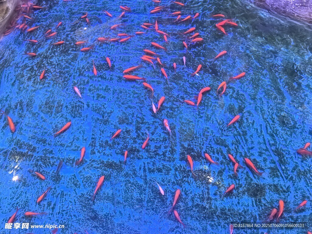 蓝色水域中的成群红鱼