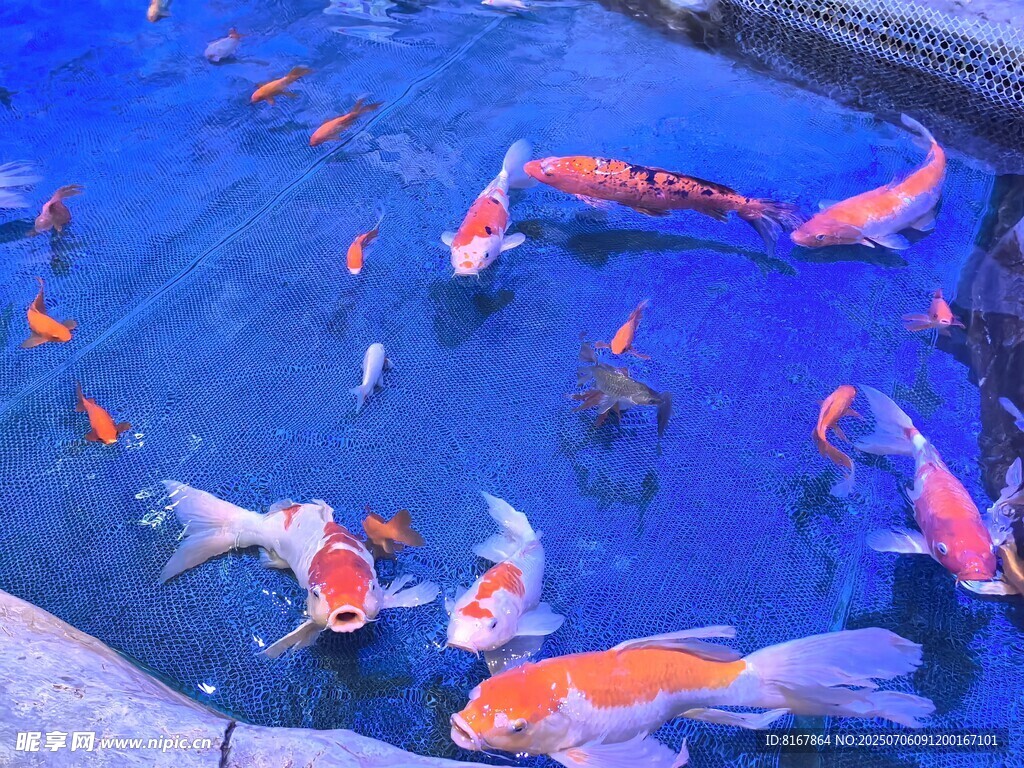 池中锦鲤畅游