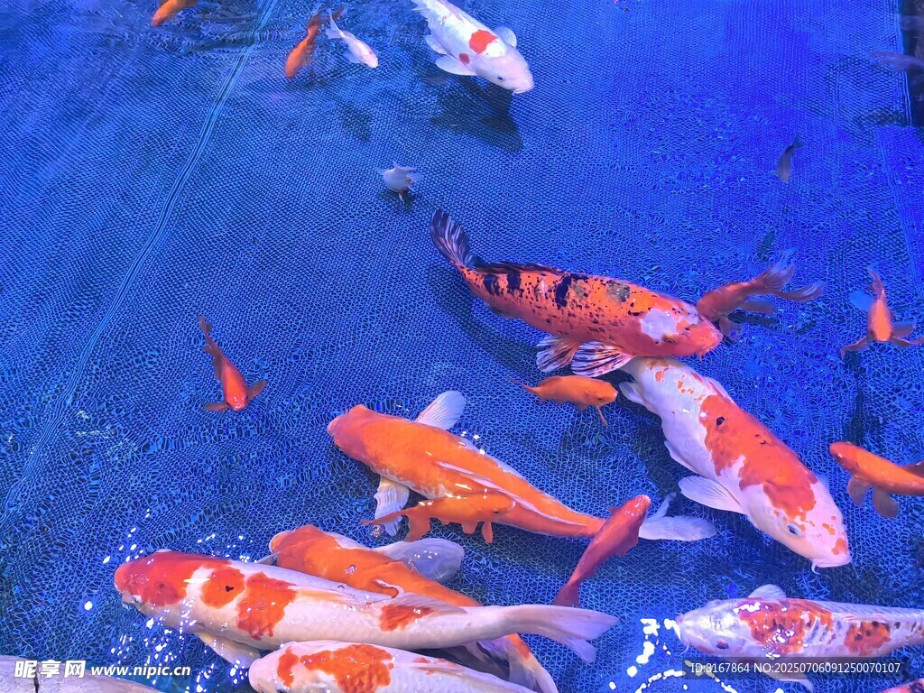 水中畅游的多彩锦鲤鱼