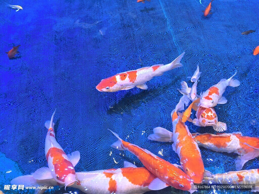 水中畅游的多彩锦鲤鱼