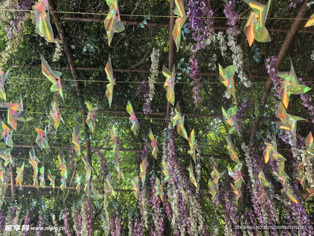紫色鼠尾草花丛美景