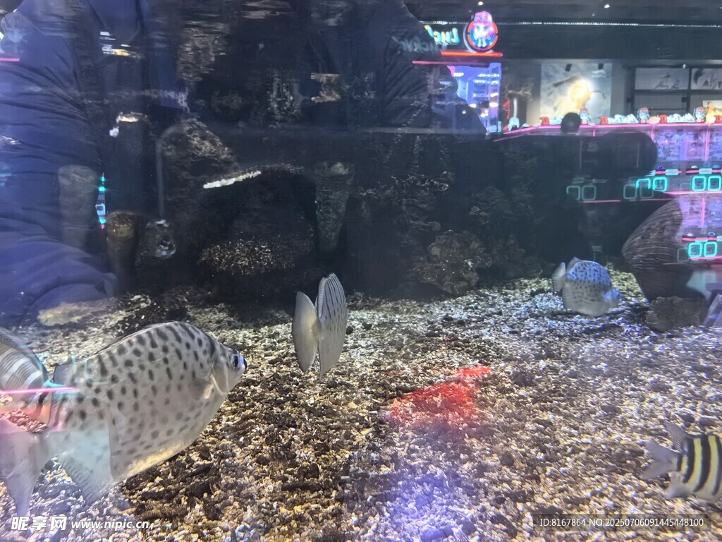 水族箱中的多彩观赏鱼
