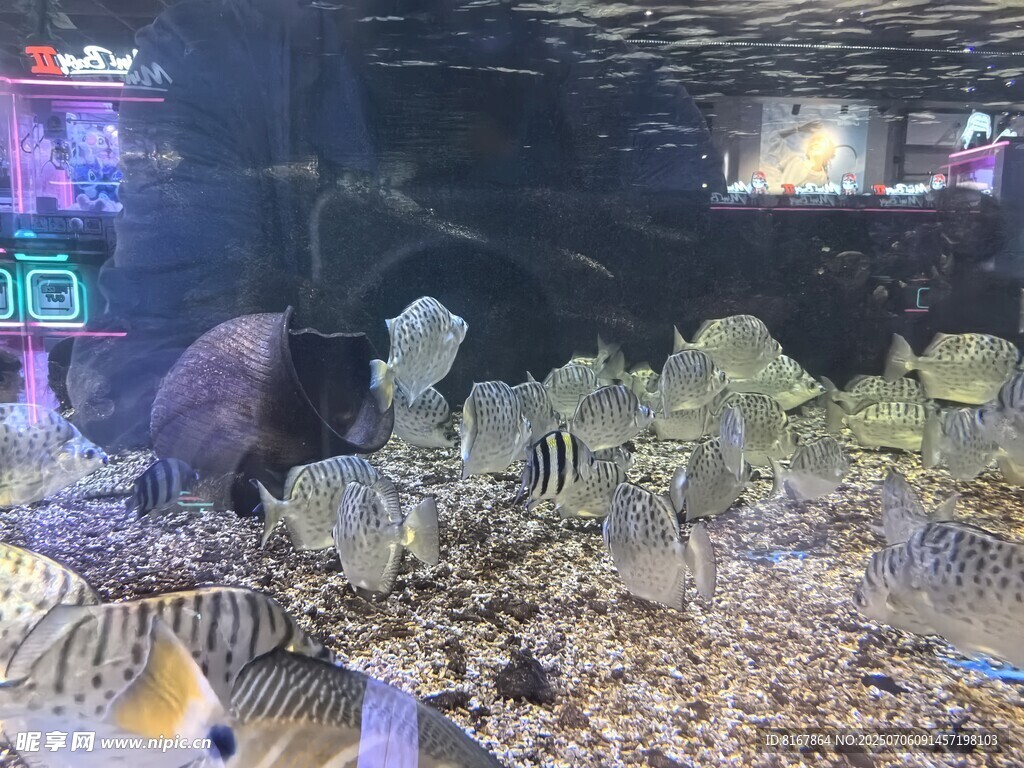 精致水族景观展示