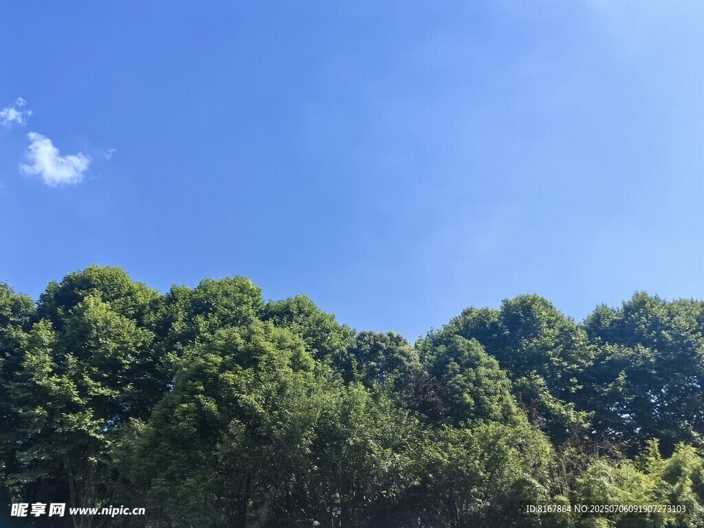 蓝天绿树风景图