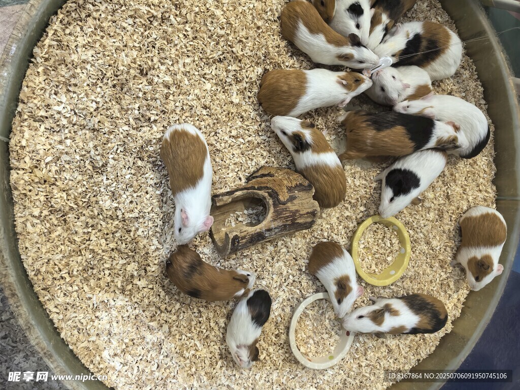 可爱松鼠