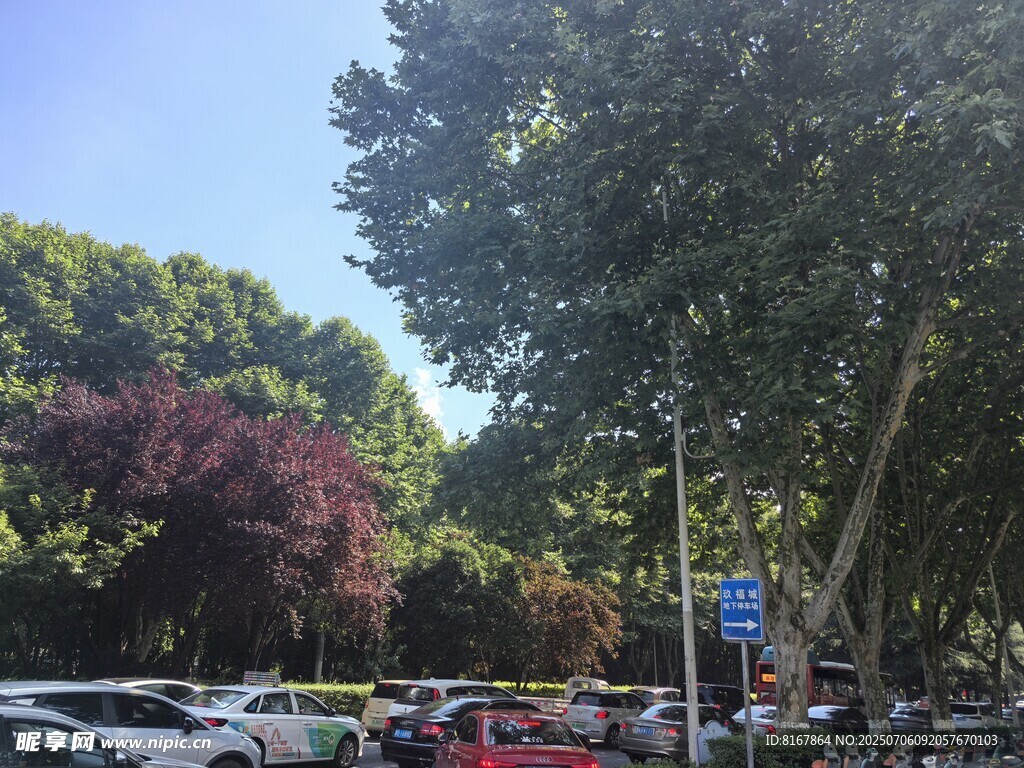 城市路边繁茂绿树与停车景