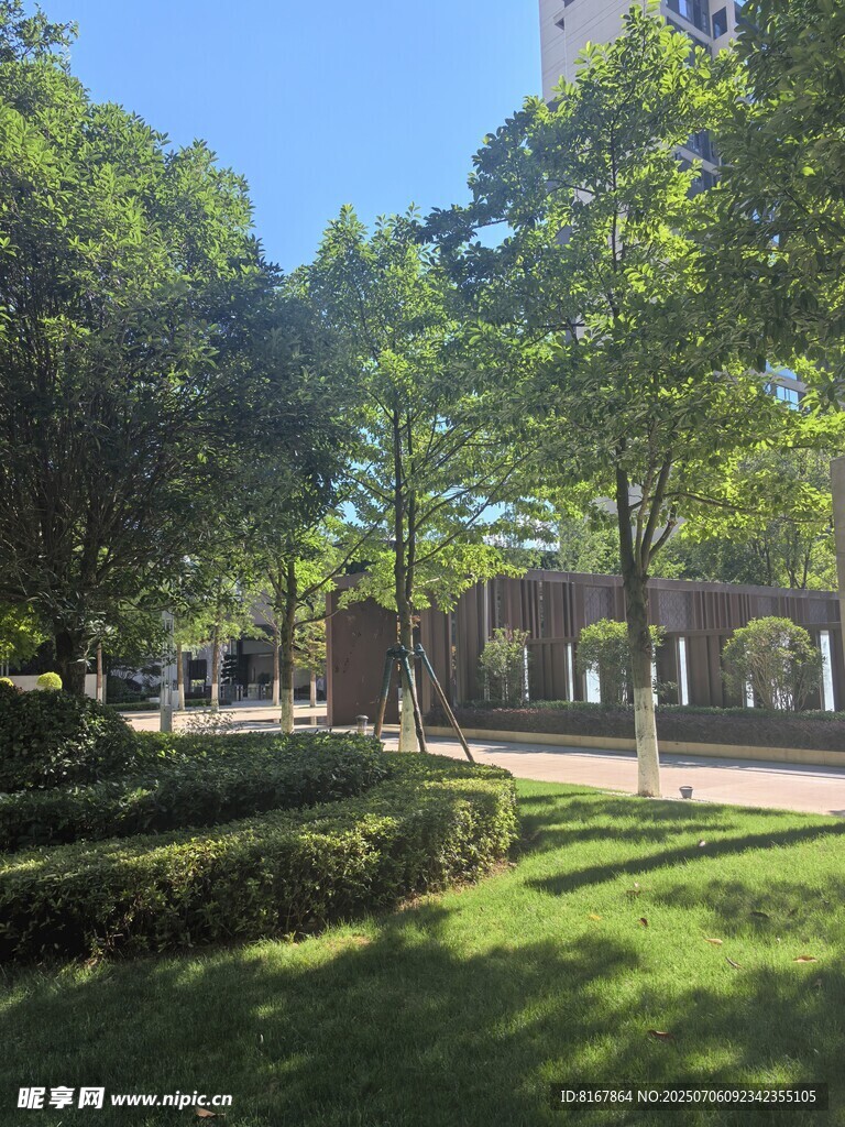 城市中的静谧绿荫公园