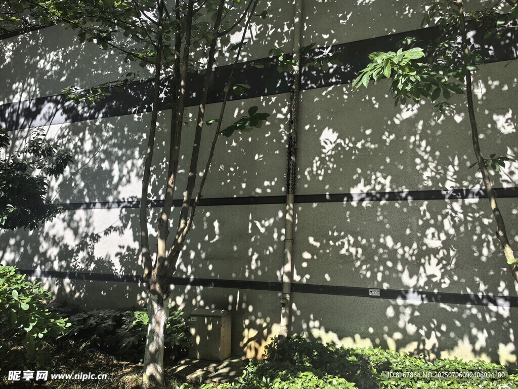 斑驳光影下的绿植与墙面