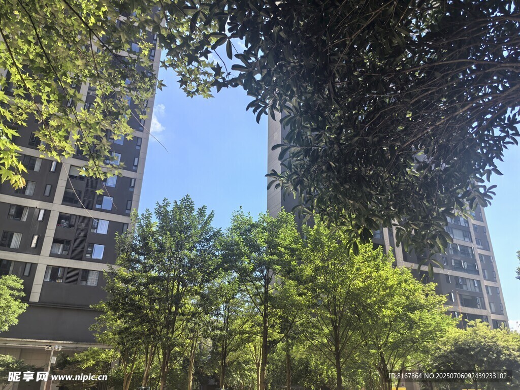 高楼间的绿意景观