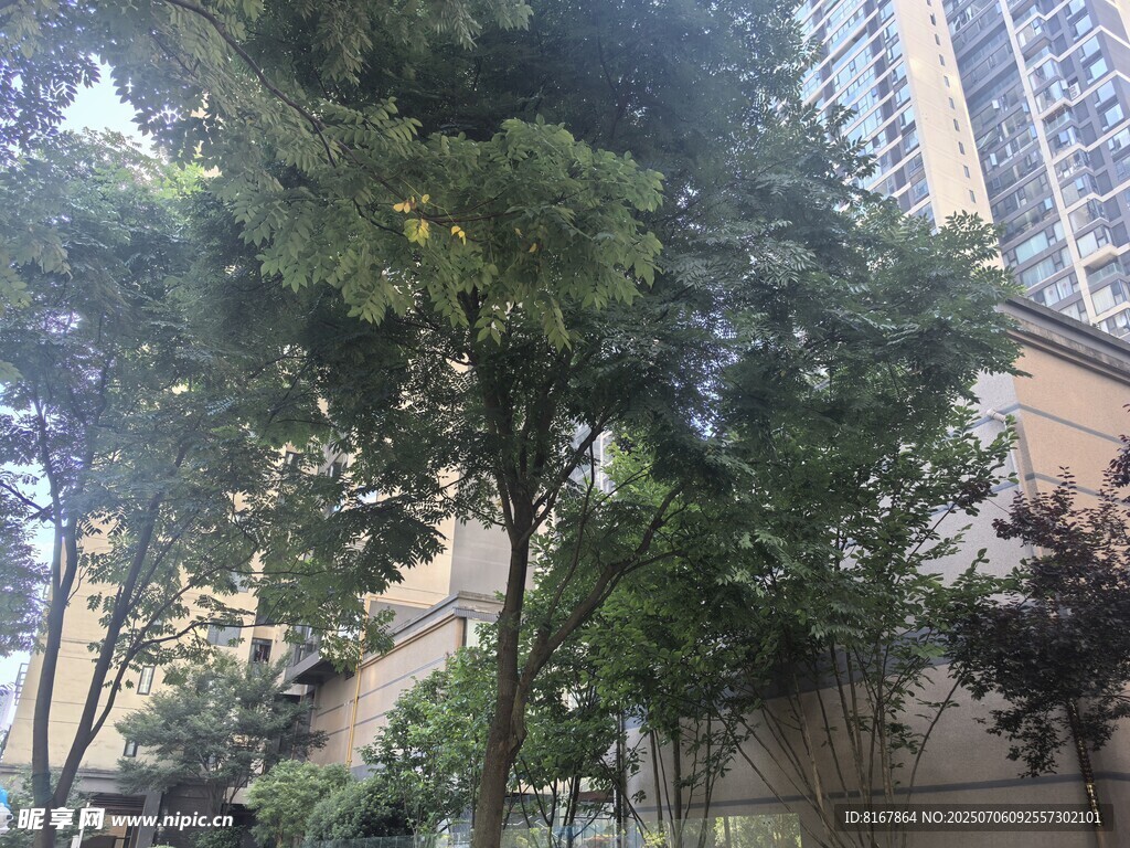 城市中繁茂绿树与高楼