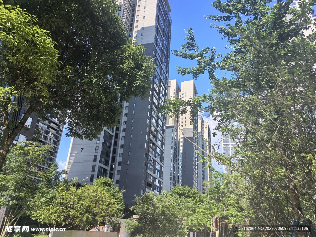 城市中的绿树与高楼景观