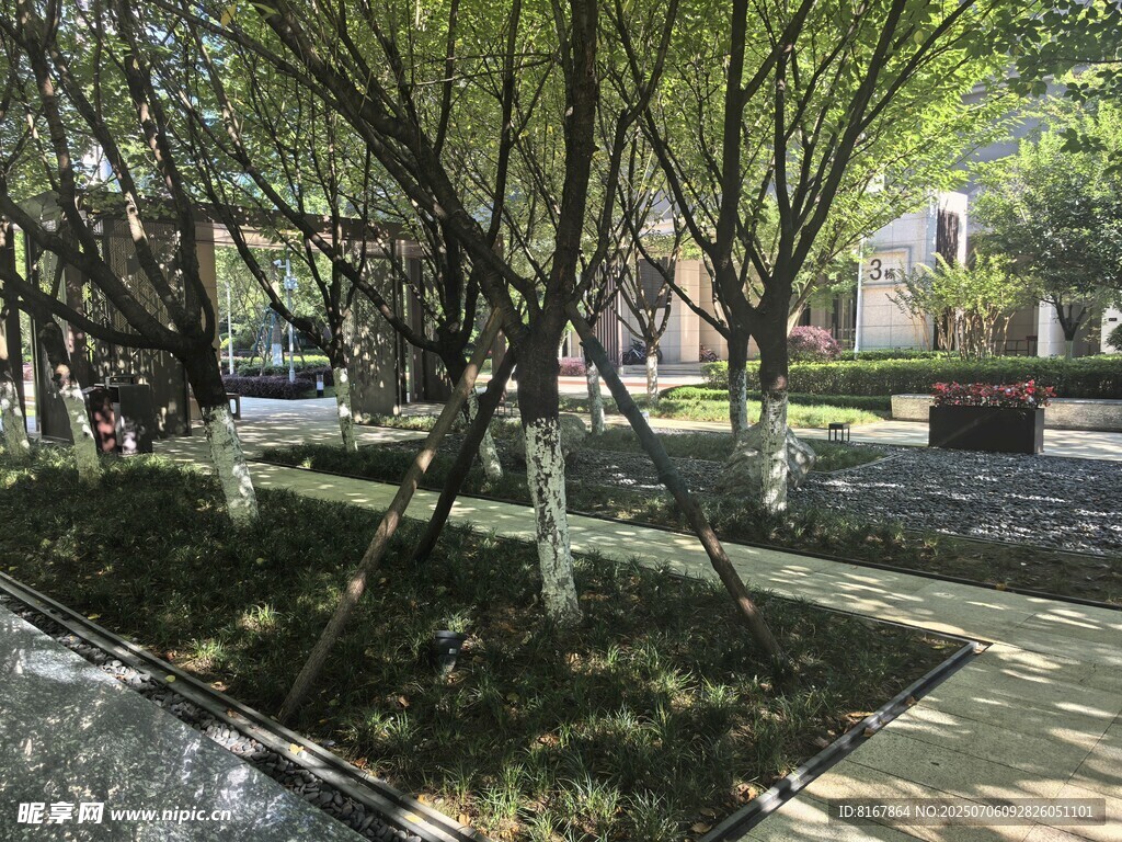 城市中葱郁的树木景观