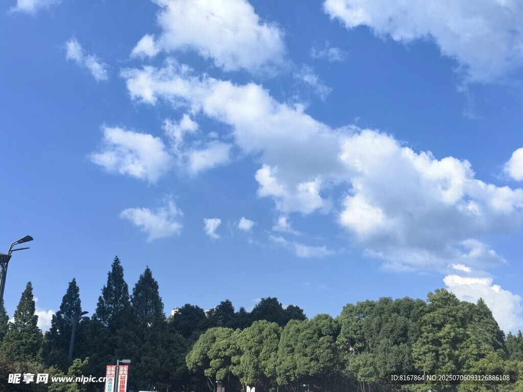 蓝天白云下的葱郁树林