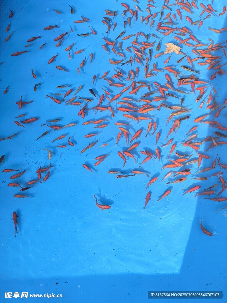 蓝色池中游动的群鱼