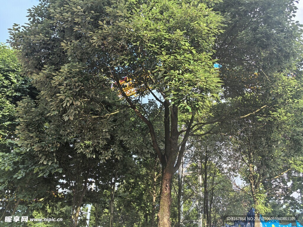 高大繁茂的树木景观