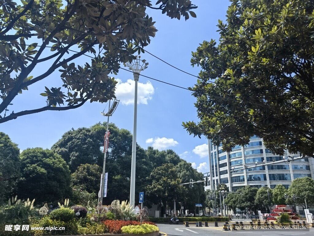 城市中的绿树与建筑景观