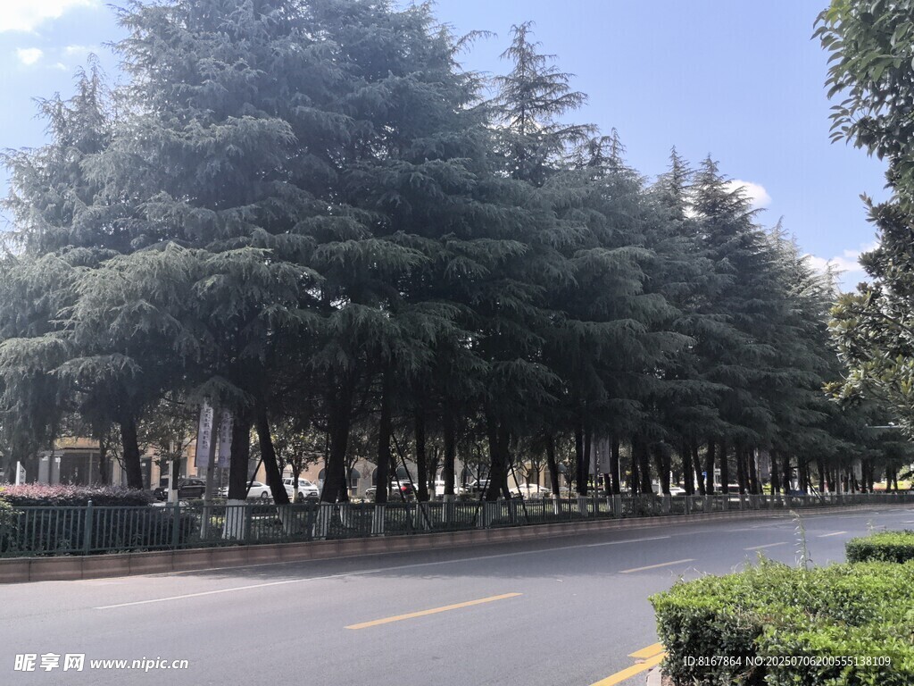 道路旁的葱郁树木景观