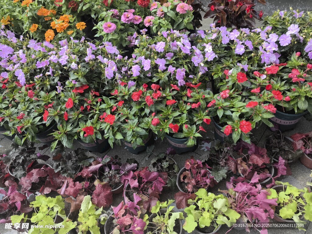 多彩花卉组合装点景观