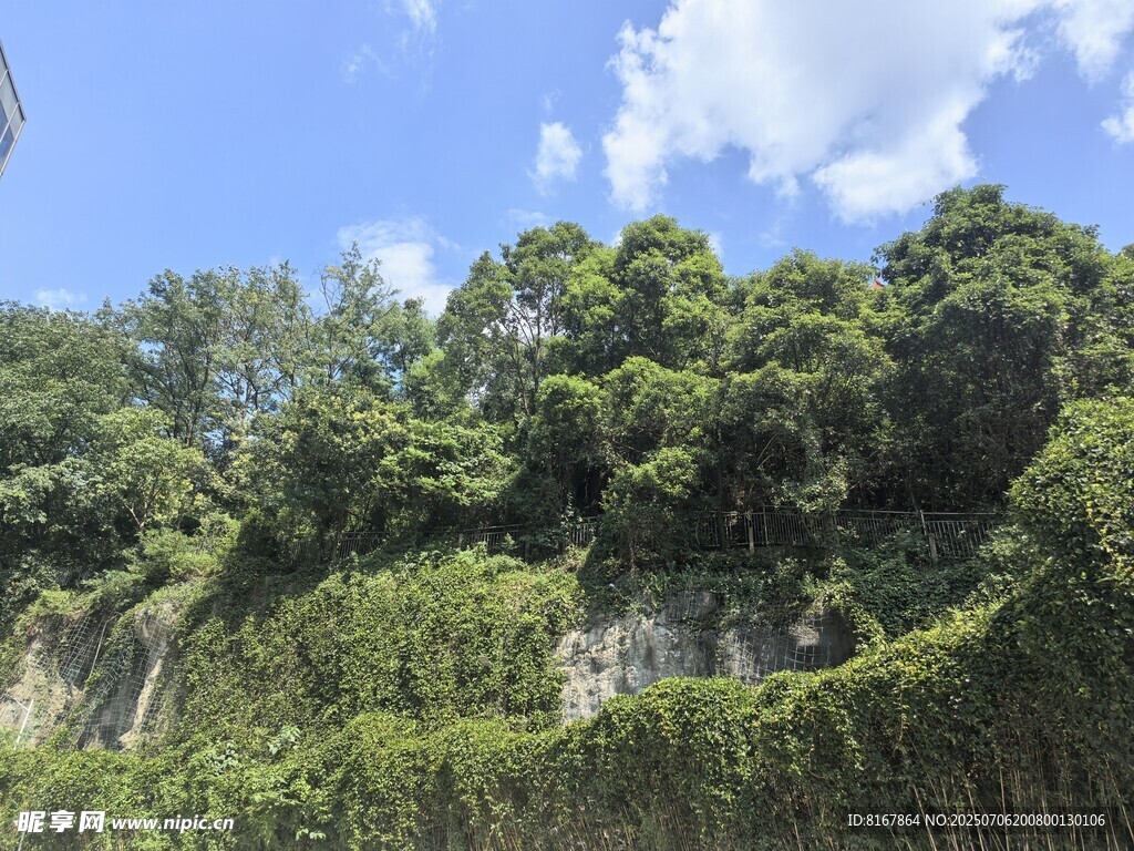 绿意盎然的山坡植被景观