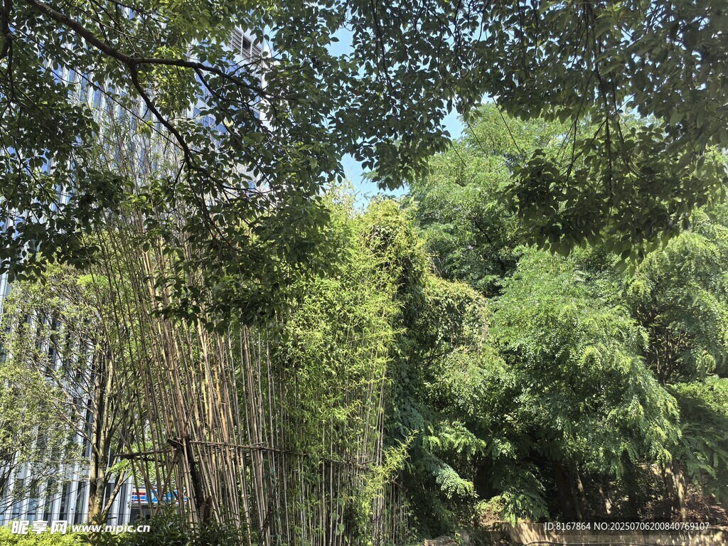 葱郁竹林景观