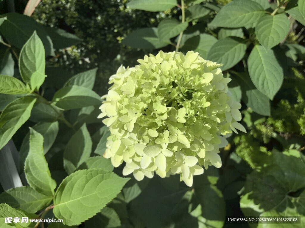 清新绣球花绽放绿叶间