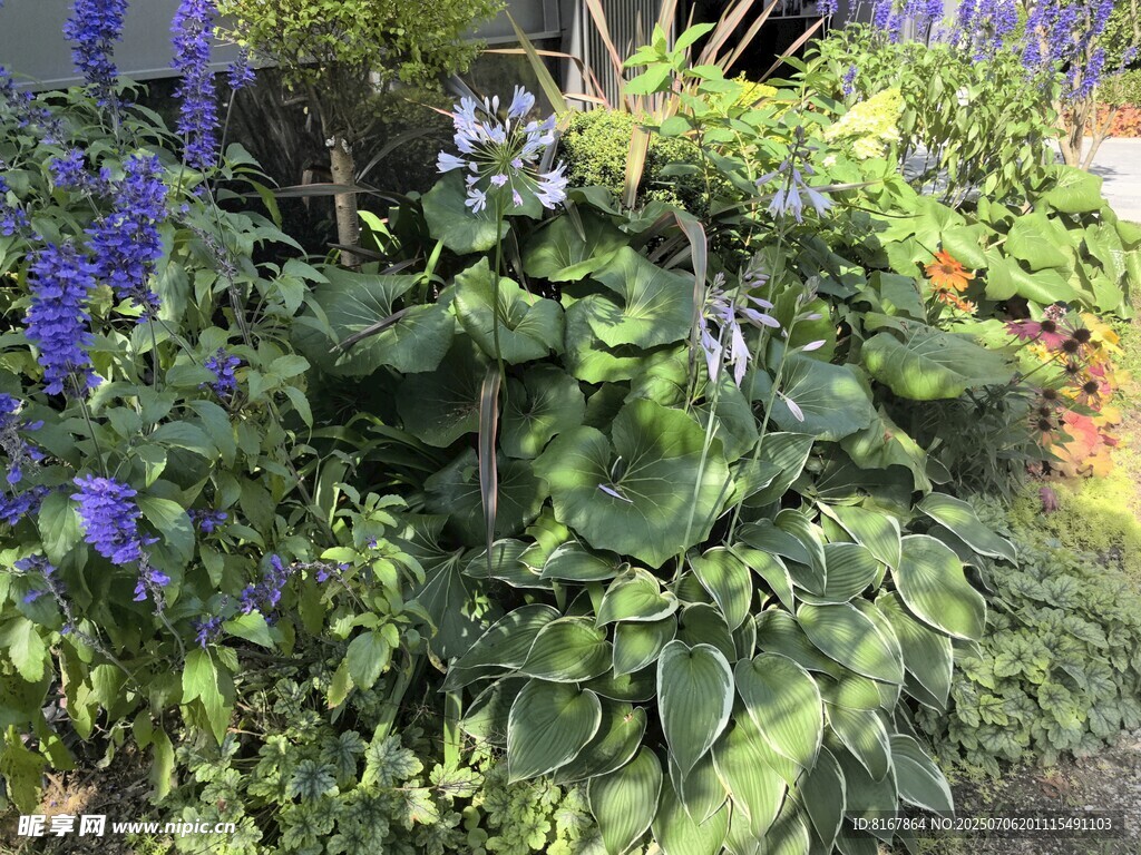 绿叶繁茂的花园植物
