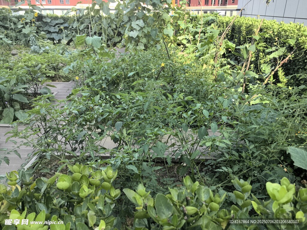 绿意盎然的植物景观