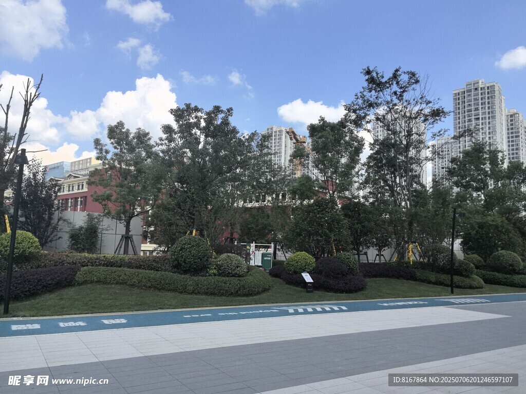 城市街道旁的绿树景观