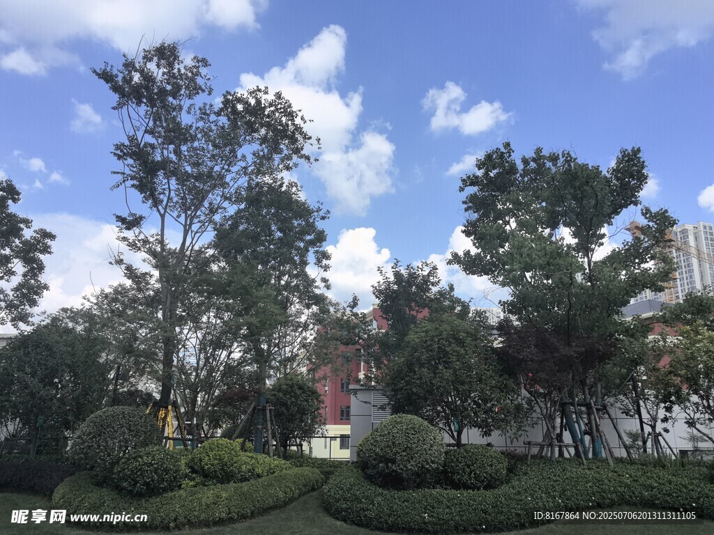 园林景观中的绿树与蓝天
