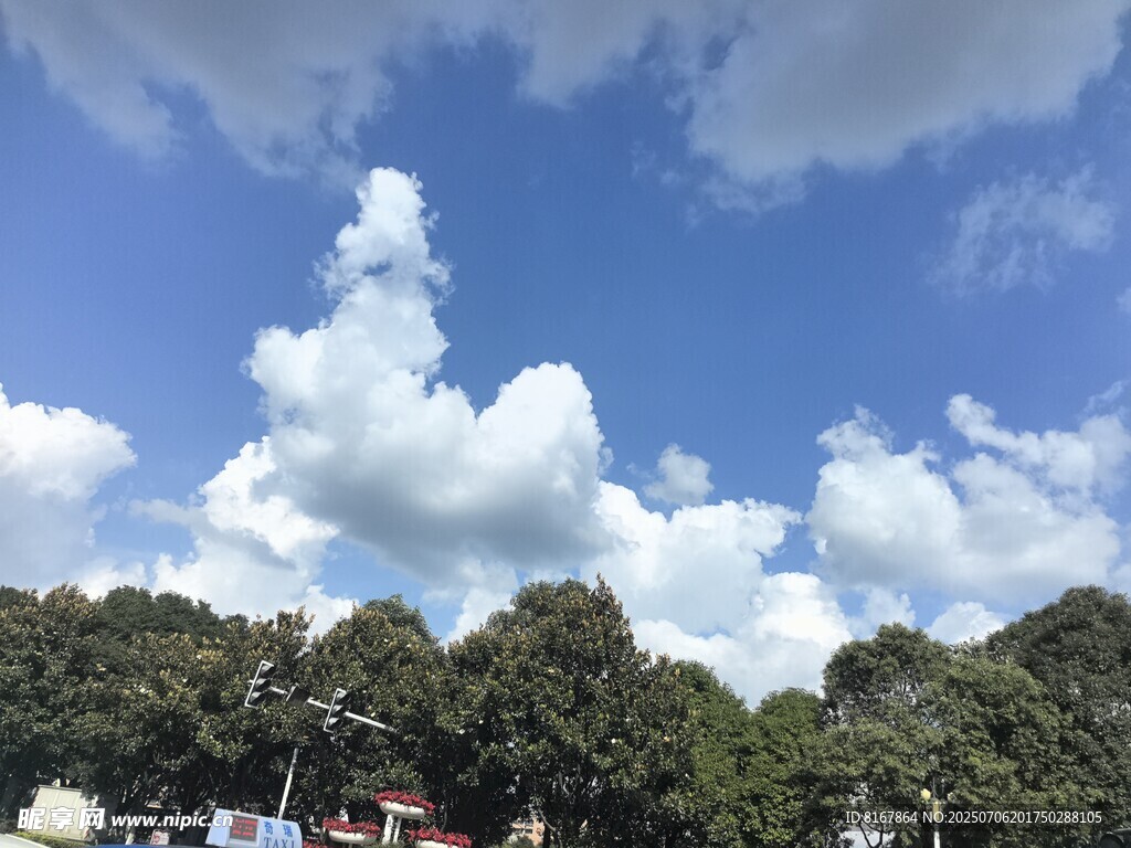 蓝天白云下的绿树景观
