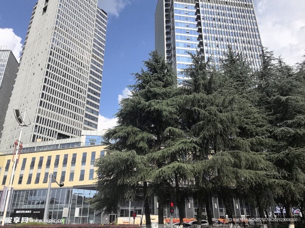 城市中林立高楼旁的绿树