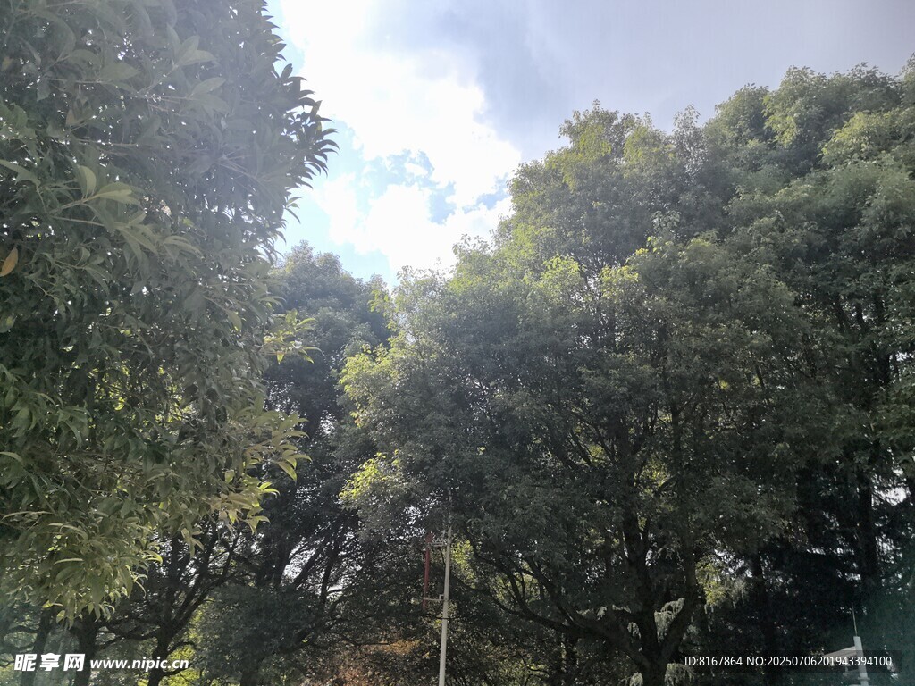 阳光洒落茂密树林景象