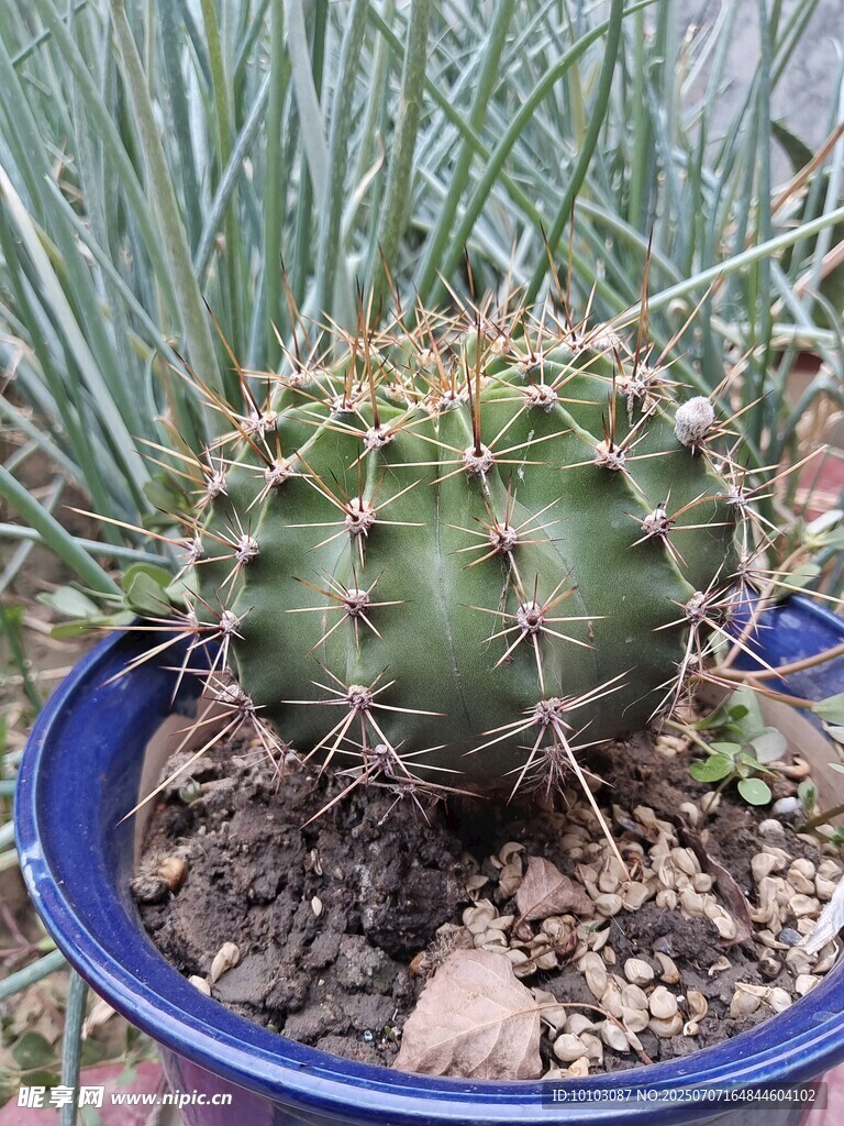 盆栽仙人球特写