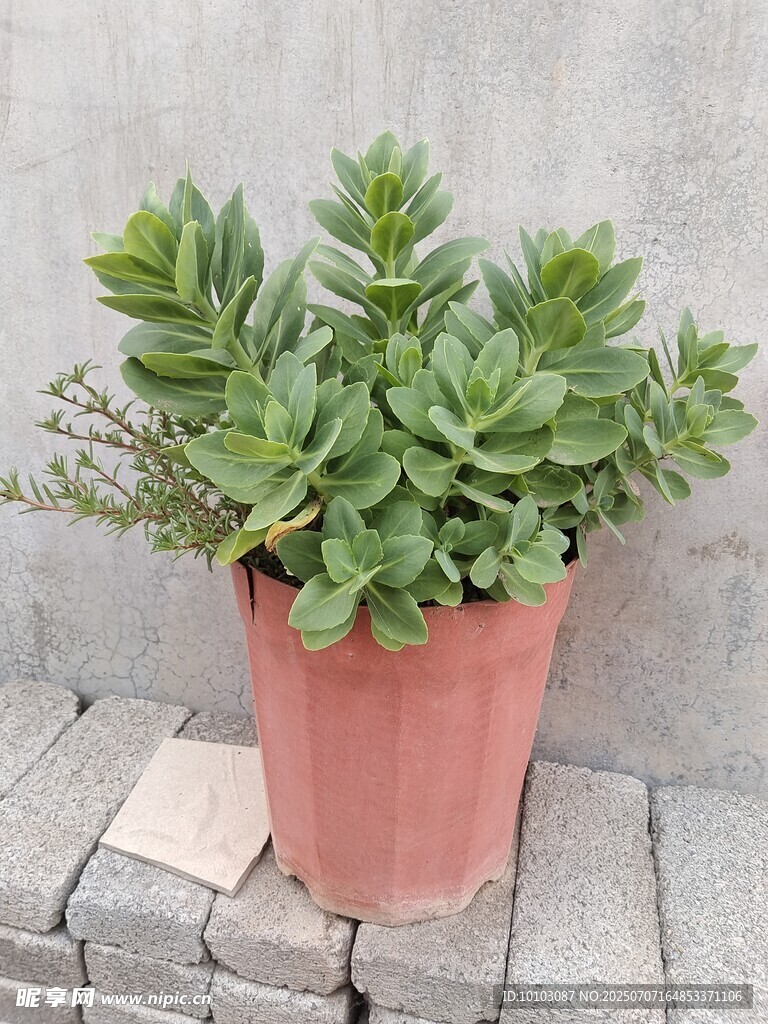 粉色盆栽中的翠绿多肉植物