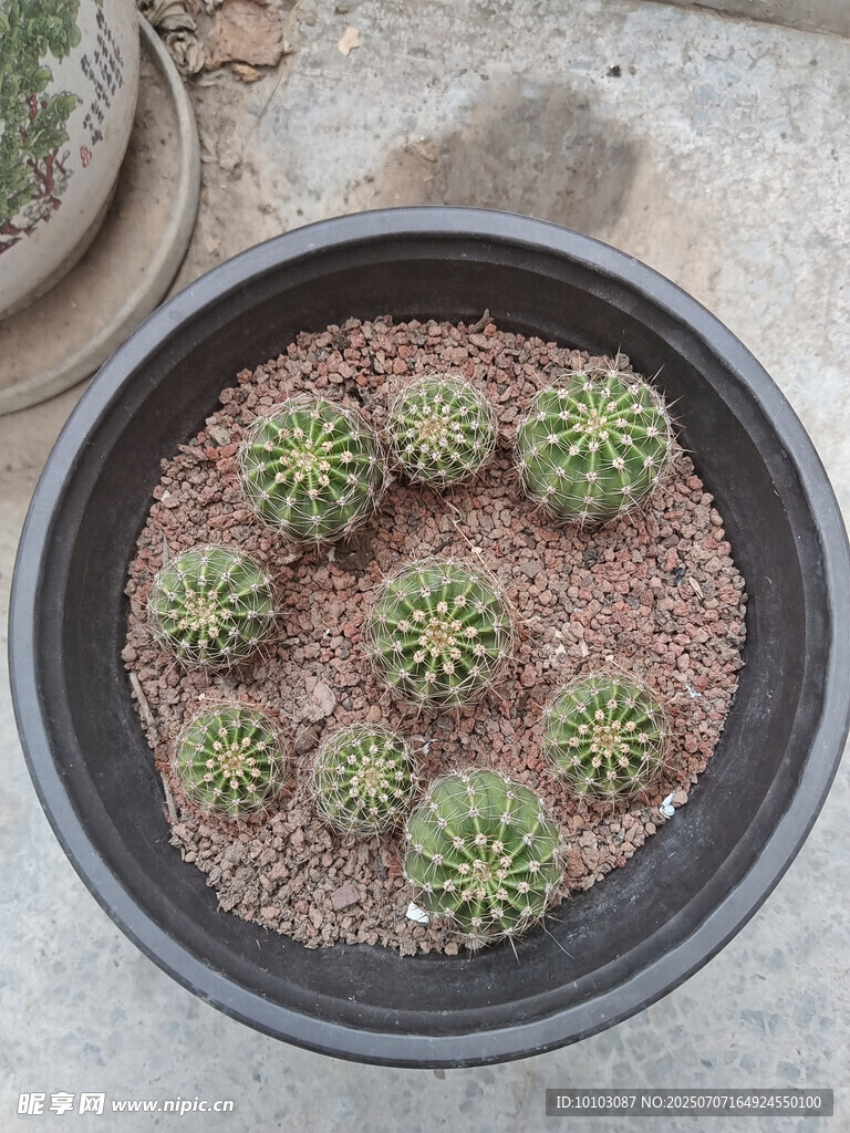 盆栽仙人球