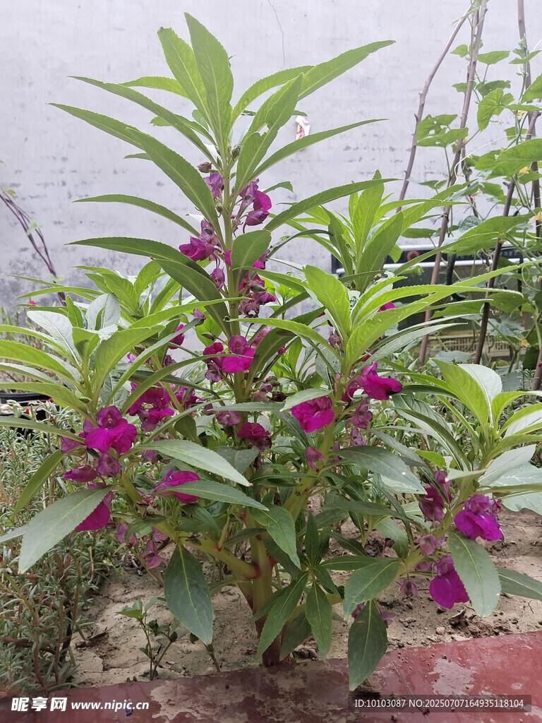 指甲花