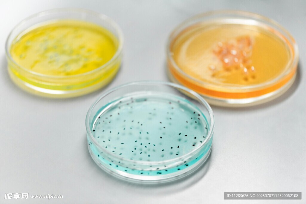 培养皿中的多彩微生物样本