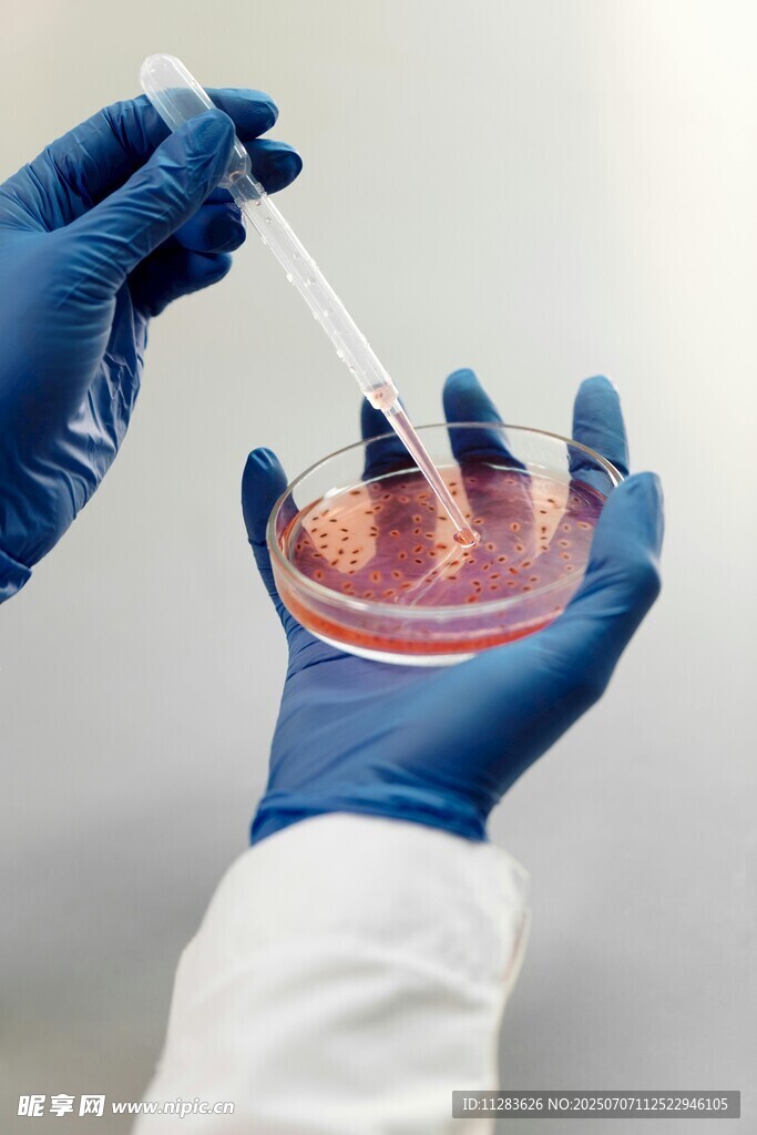 实验室中进行微生物培养操作