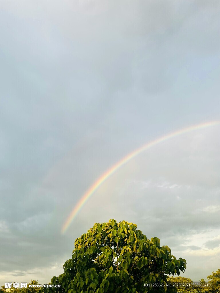 雨后树梢上的绚丽彩虹